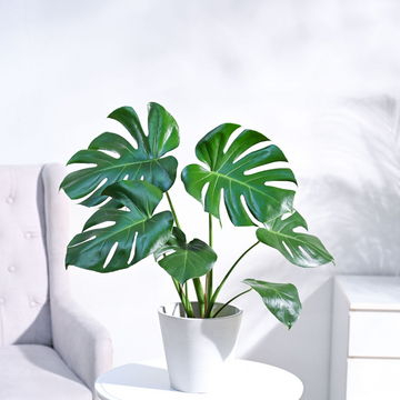 Monstera Deliciosa Plant