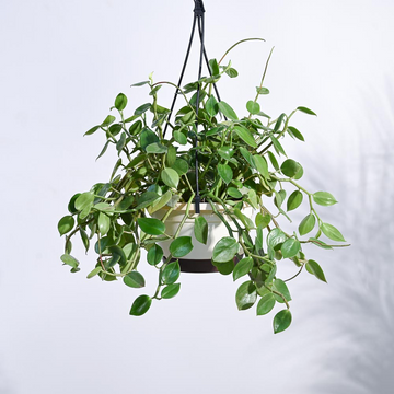 Peperomia Green Creeper with Hanging Planter